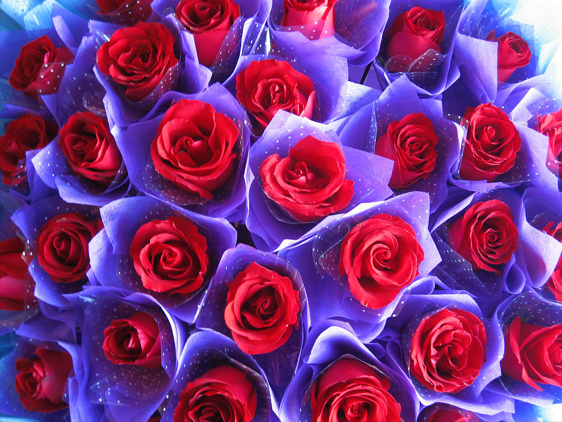 红玫瑰花语1到100（不同数量的玫瑰花分别代表什么）