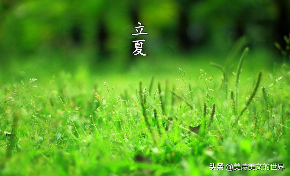 小池描写的是什么季节（杨万里的这首诗描绘了怎样的情景）