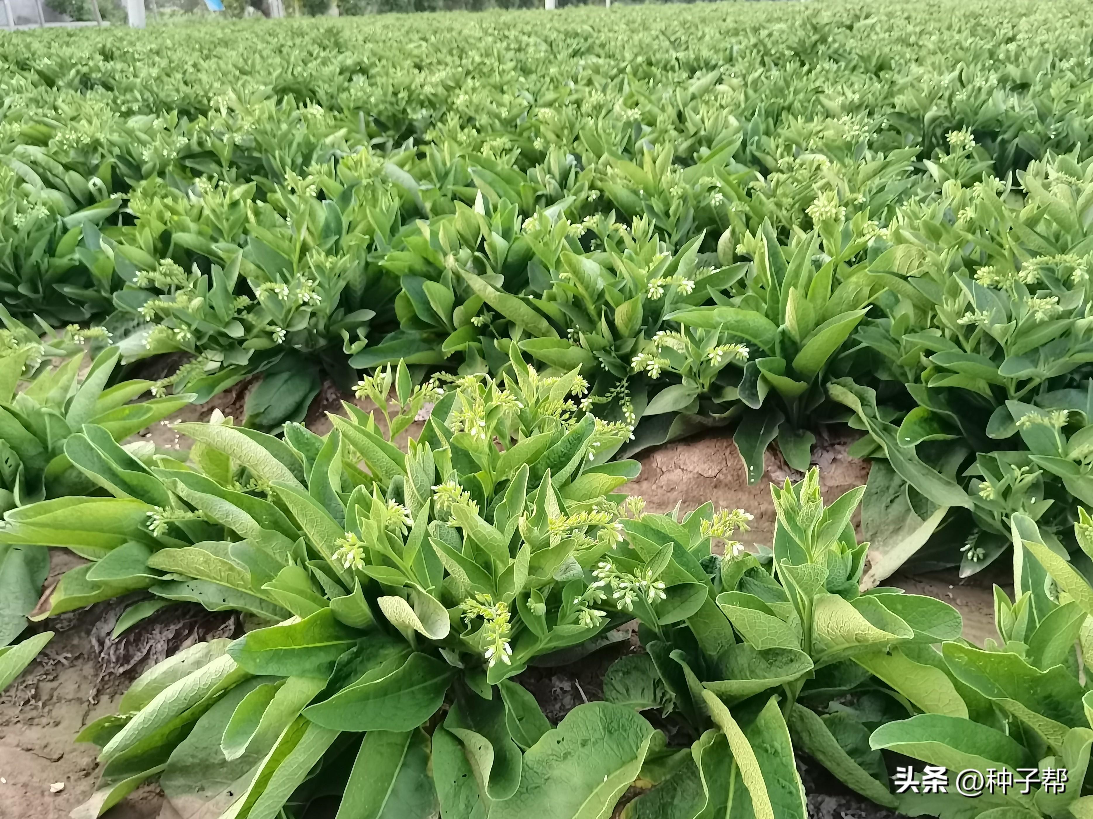 俄罗斯饲料菜产量有多高（俄罗斯饲料菜的种植方法）