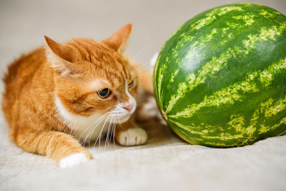 猫最爱吃的10种水果（有哪些水果适合给猫咪吃呢）