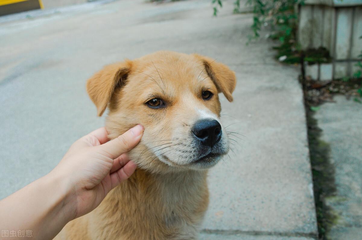 中华犬类品种大全图片（6种适合养的本土犬种推荐）