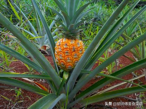 凤梨跟菠萝的区别是什么（怎样区分凤梨和菠萝有哪些不同）
