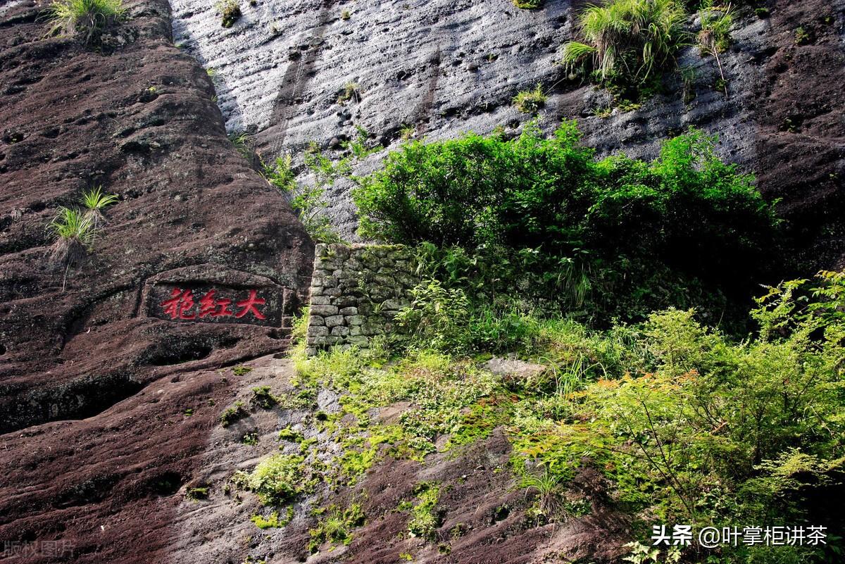 大红袍属于什么茶类（冲泡大红袍的正确方法是什么）