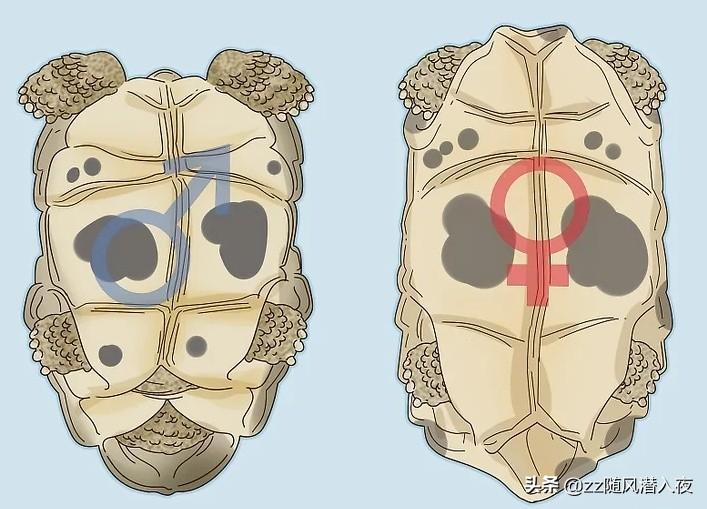 乌龟怎么分辨公母呢（简单高效区分乌龟性别的方法）
