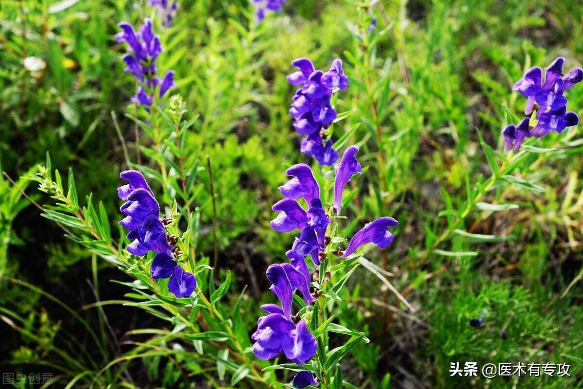 黄芩的功效和作用有哪些（中药黄芩的药用价值介绍）
