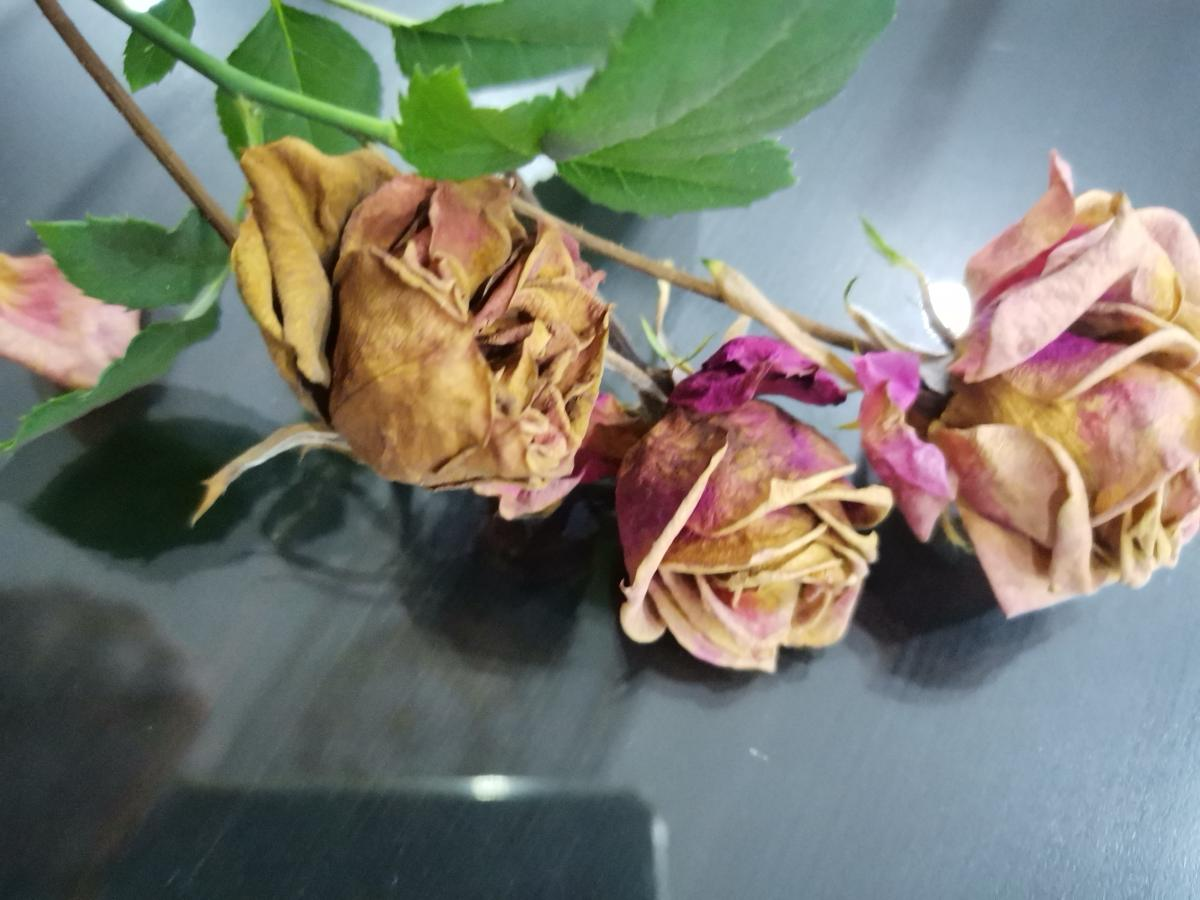 怎么把鲜花做成干花（四种常见的干花制作方法教程）