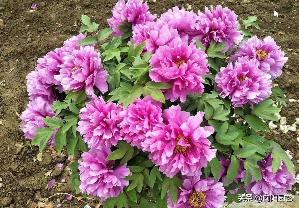 芍药什么时候开花（芍药和牡丹一样吗有什么区别呢）