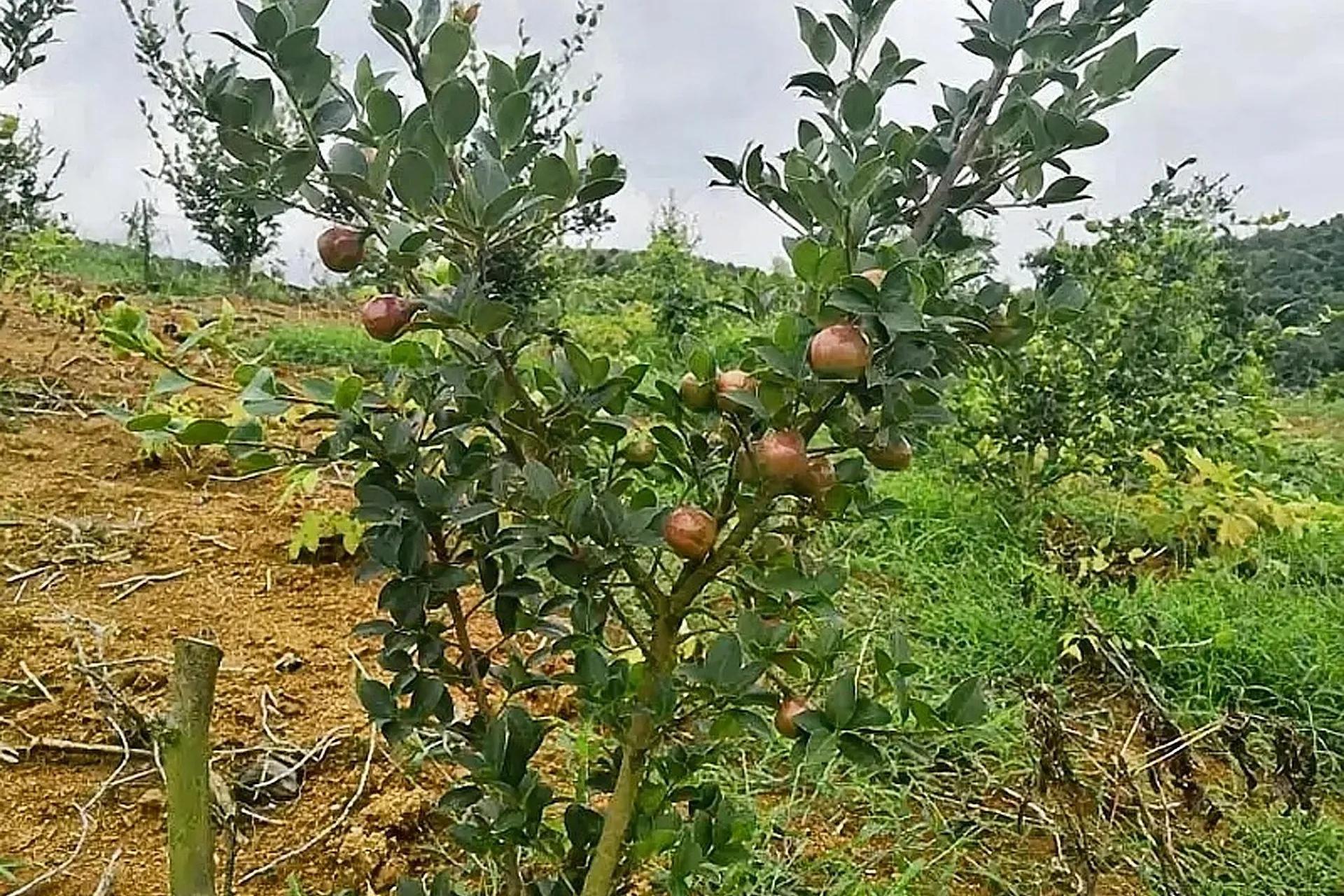 茶籽油多少钱一斤（茶籽油市场价格如何为什么这么贵）