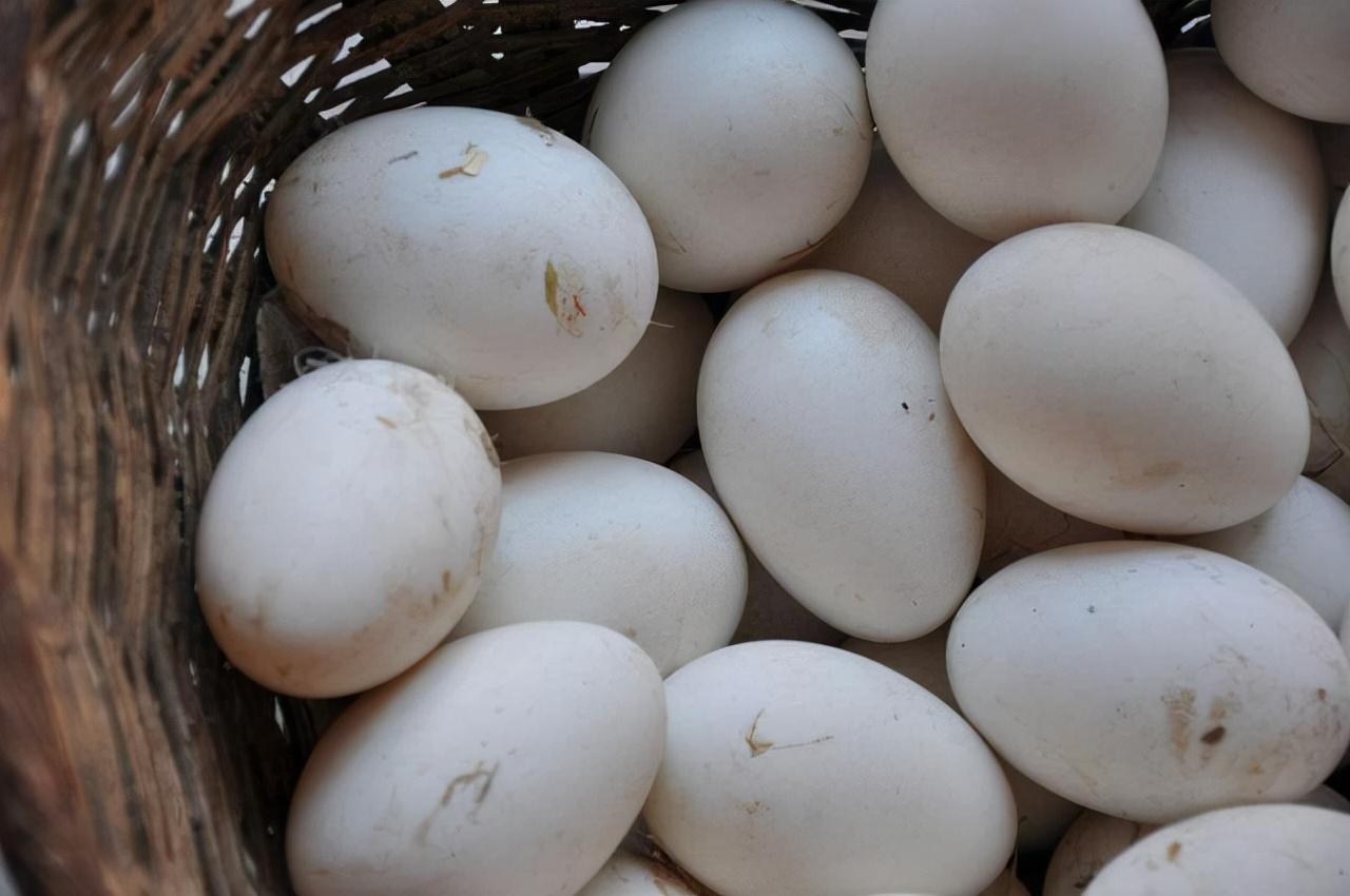 吃鹅蛋有什么好处（鹅蛋和哪些食物一起吃会影响健康）