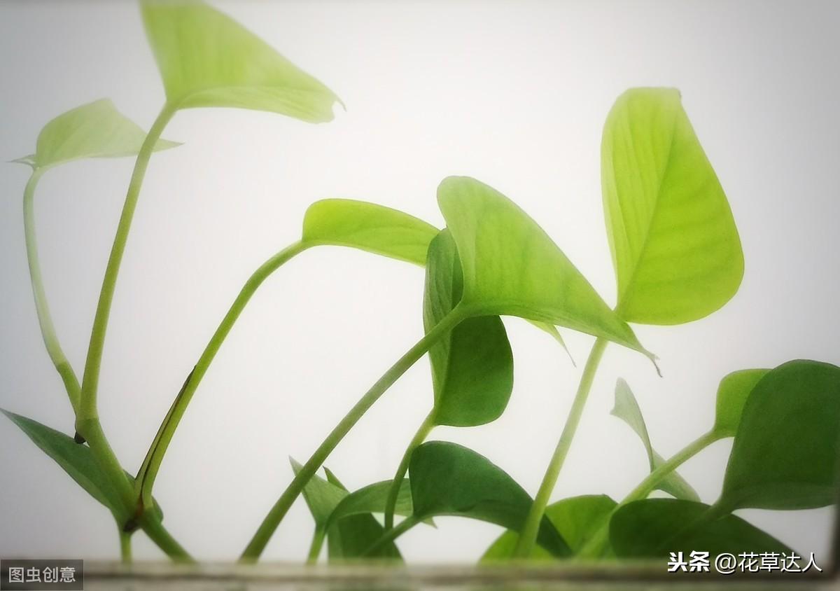卧室可以放绿萝吗（绿萝可不可以放在卧室里养有没有危害）