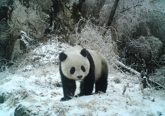 大熊猫生活在什么地方（介绍大熊猫的分布区域、食性和保护现状）