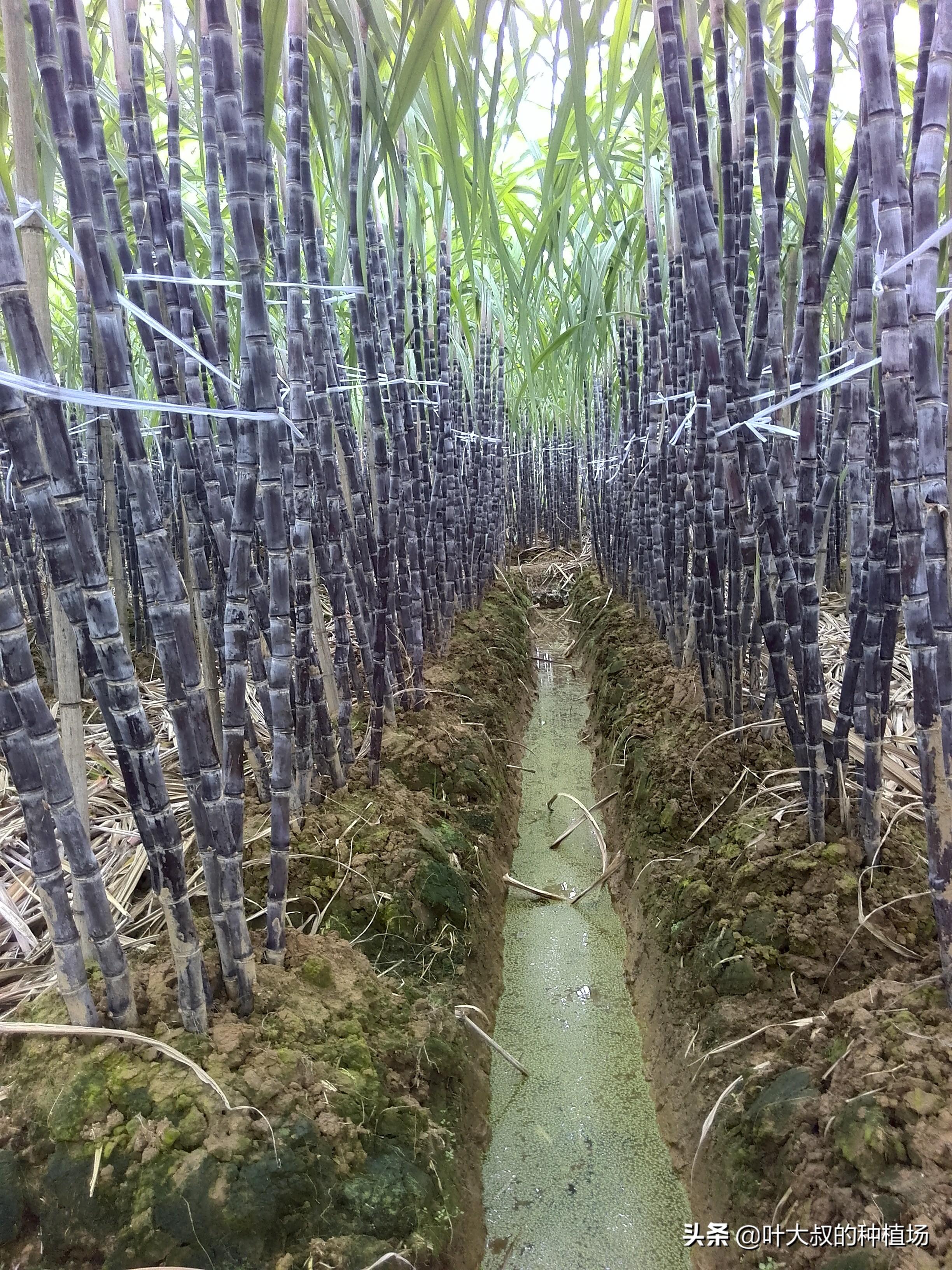 甘蔗什么时候成熟（甘蔗的成熟时期在哪个月份什么季节）