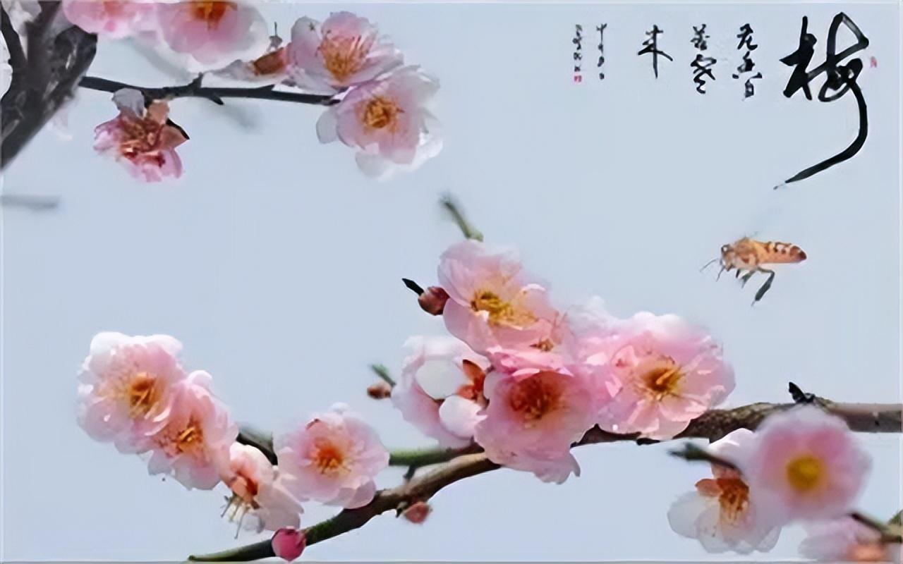 梅开二度什么意思（为什么俗话说宁娶二度花不娶遗下人）