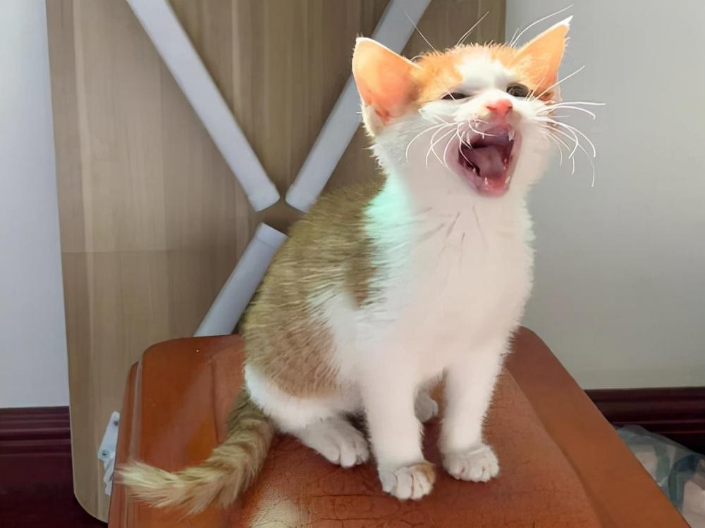 养猫一个月多少钱（养猫人的主要消费项目都有哪些）