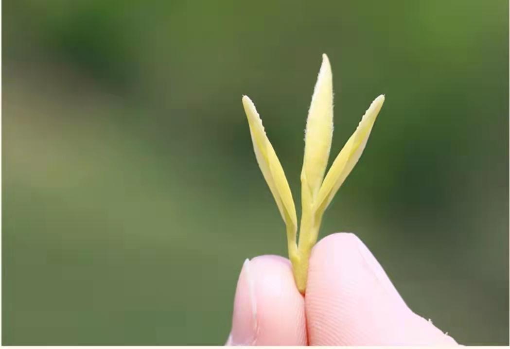 黄金芽属于什么茶（黄金芽是黄茶吗这个茶叶品种怎么样）