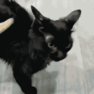 黑猫辟邪还是招邪（为什么老一辈人都不愿意养黑猫呢）
