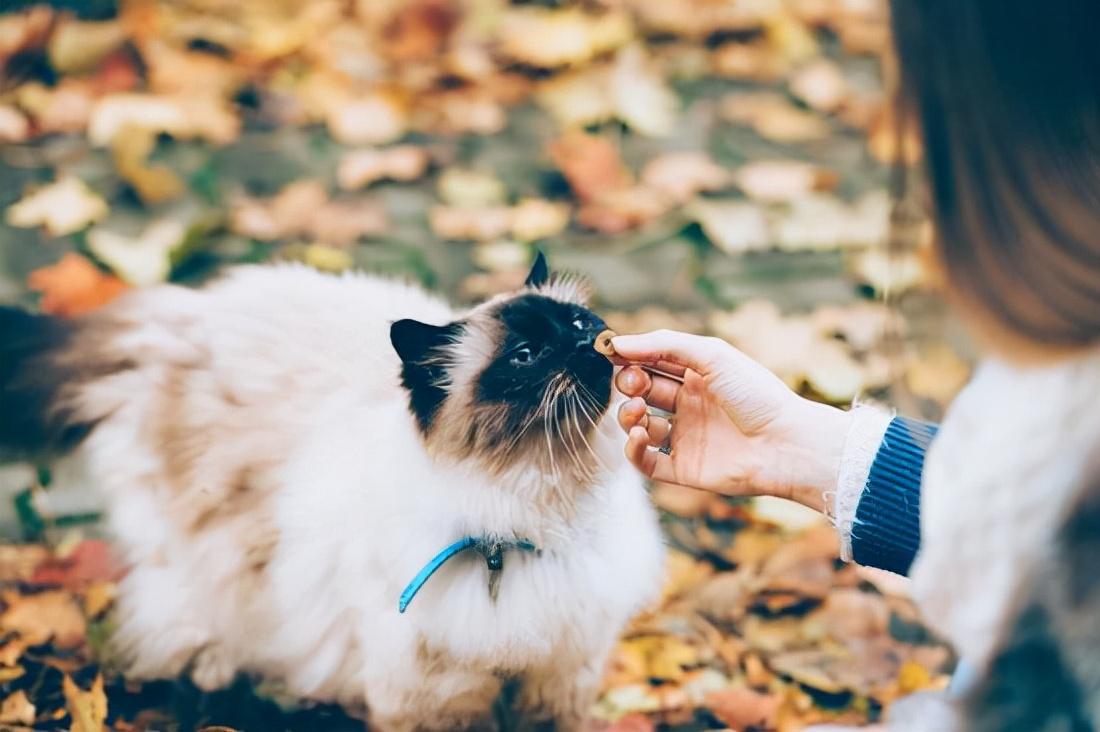 养猫的好处和坏处有哪些（养猫前需要了解哪些内容）