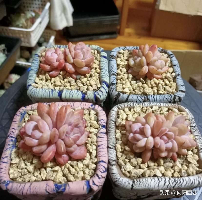 麦饭石是什么材料（麦饭石和沙石都可以用来种植多肉吗）