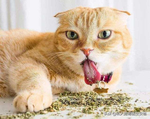 猫薄荷为什么让猫兴奋（猫薄荷会让猫咪产生上瘾性吗）