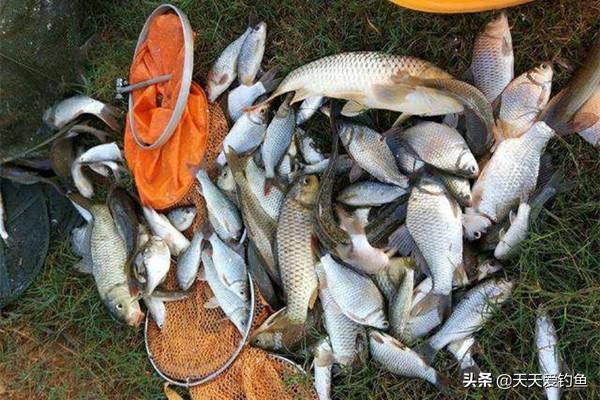 鱼饵的制作方法和配方（五款民间常见的传统面饵介绍）