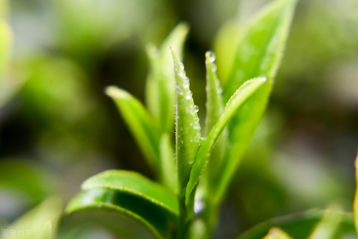 什么茶叶最好喝最香（十种香气十足的优质茶叶品种）