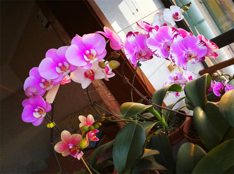 冬天的花有哪些花开（13种常见在冬季开花的植物）