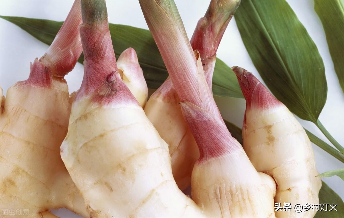 生姜种植时间和方法介绍（怎么种种植生姜又多又好呢）