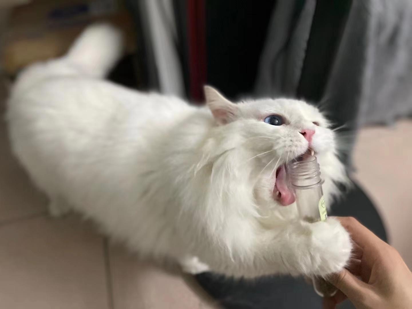 猫为什么喜欢猫薄荷（猫咪吸了猫薄荷会有什么反应）