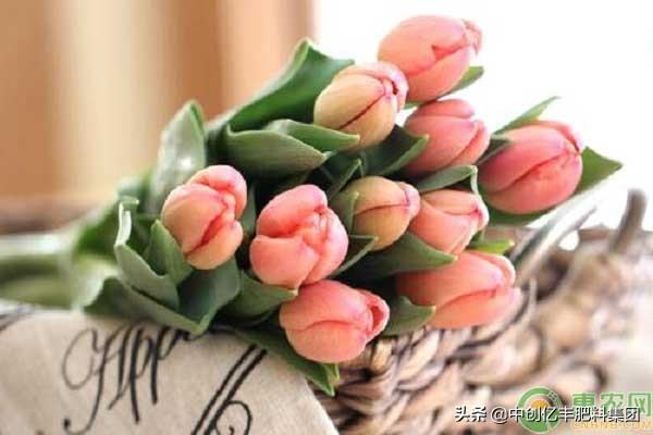 郁金香什么时候开花（郁金香的养殖方法和注意事项）