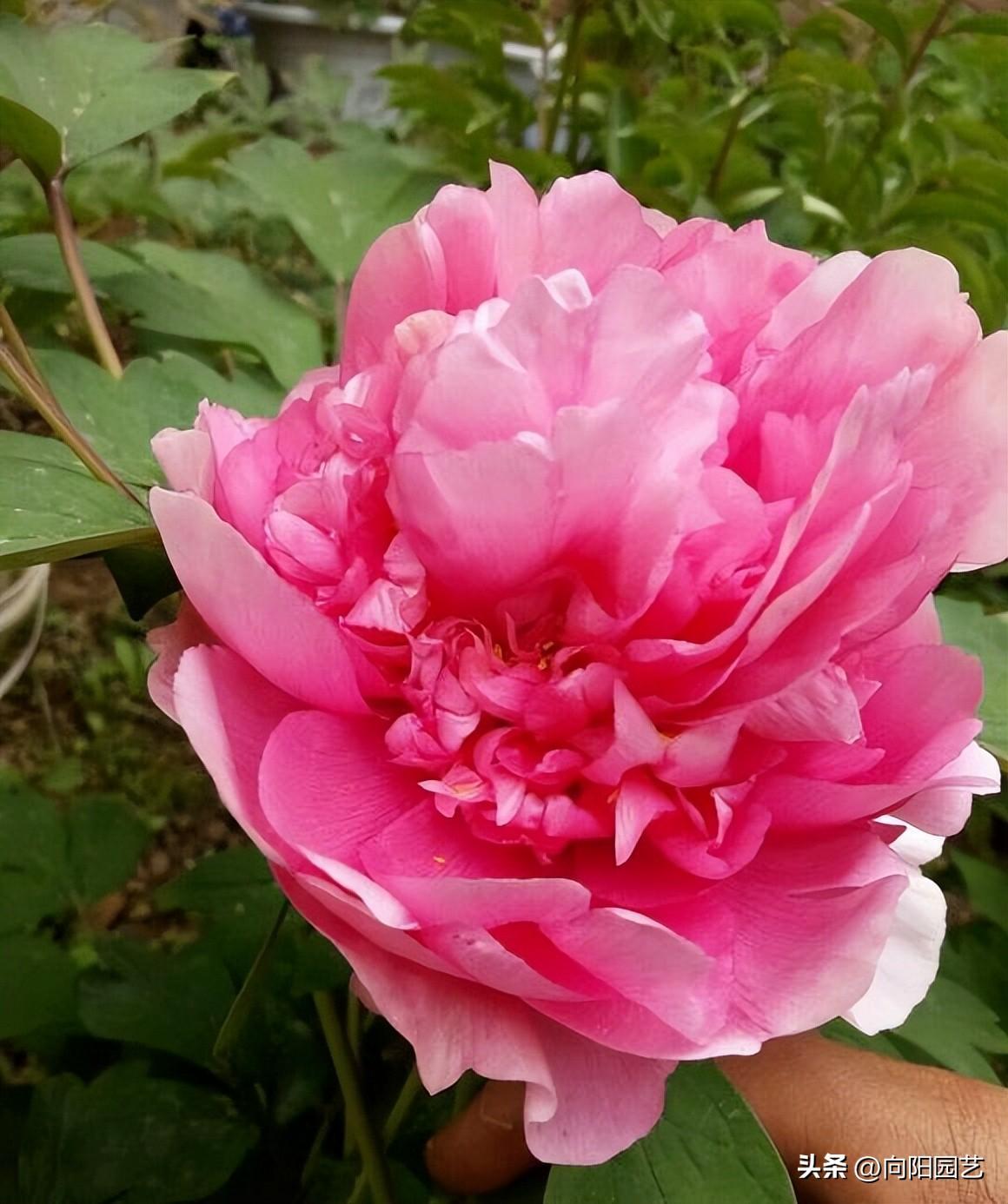 地栽牡丹花什么季节开花（什么时候种植牡丹花比较好）