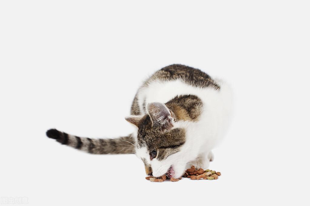 猫咪吐了没消化的猫粮（如何能避免猫吐猫粮的现象）