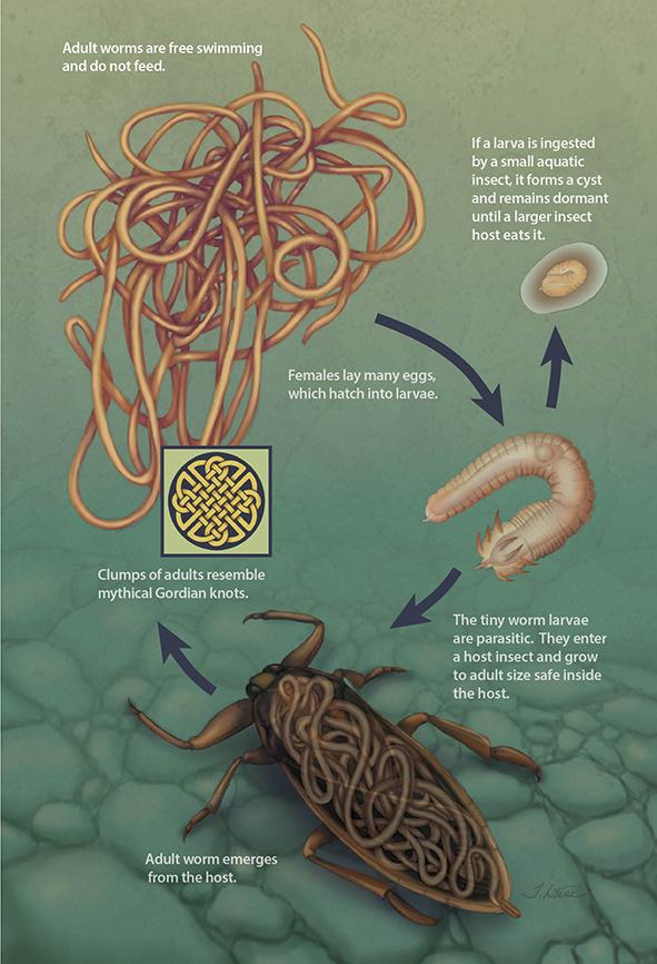铁线虫寄生人体的征兆图片
