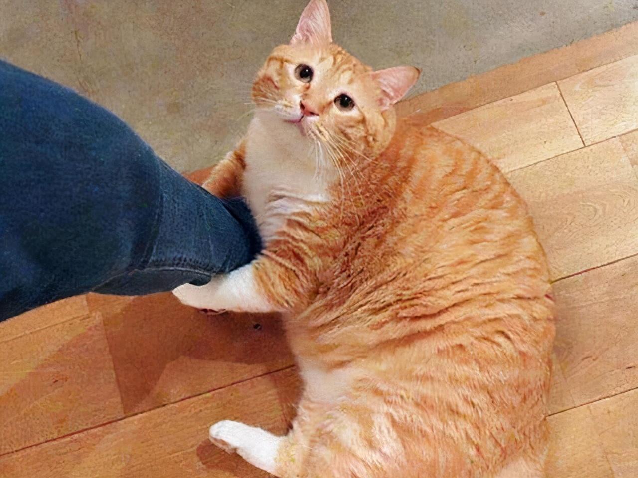 猫上门为什么不能赶走（猫咪有哪些特征说明很旺家呢）