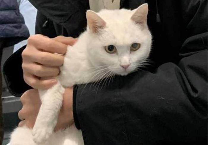 猫做绝育会恨主人吗（绝育时演戏就能让猫不记仇吗）