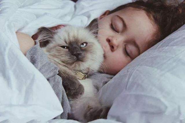 猫和人一起睡的危害（为什么不建议猫咪和主人一起睡觉呢）
