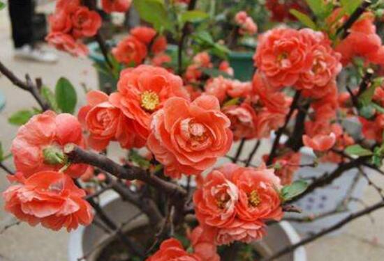 杜鹃花的寓意和象征是什么（家里养杜鹃花吉祥吗）