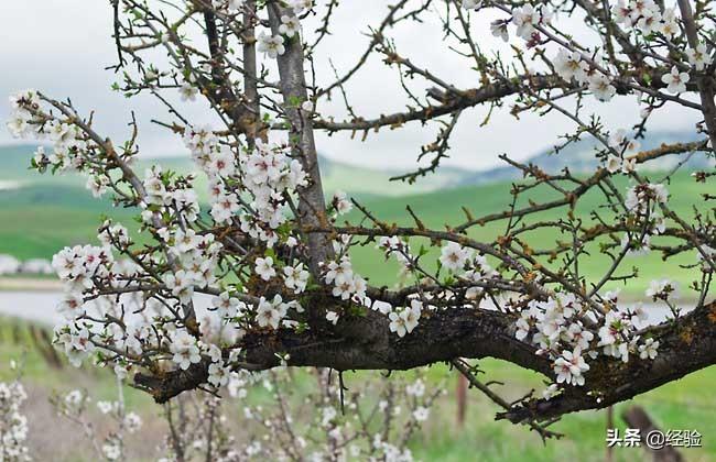 梅花是什么季节开的（梅花的生长习性以及传说有哪些）
