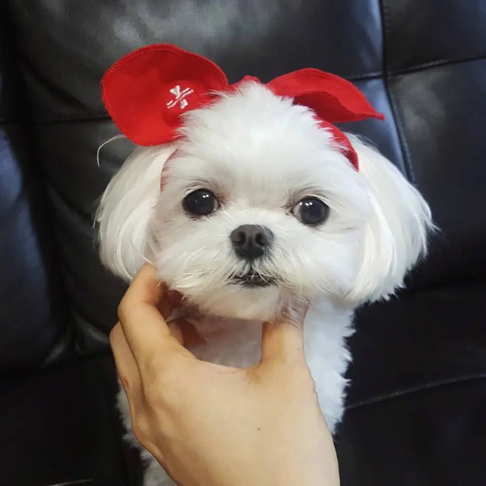马尔济斯犬多少钱一只（怎么看马尔济斯犬到底纯不纯呢）
