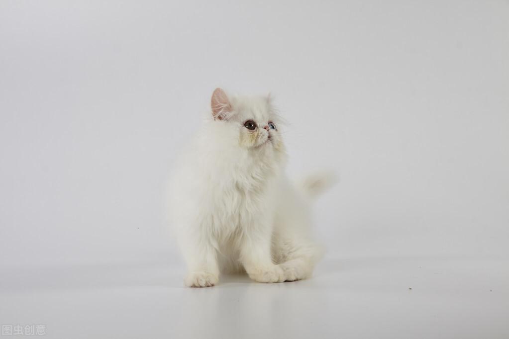 猫咪摇尾巴代表什么（猫咪的尾巴一般都有哪些作用）