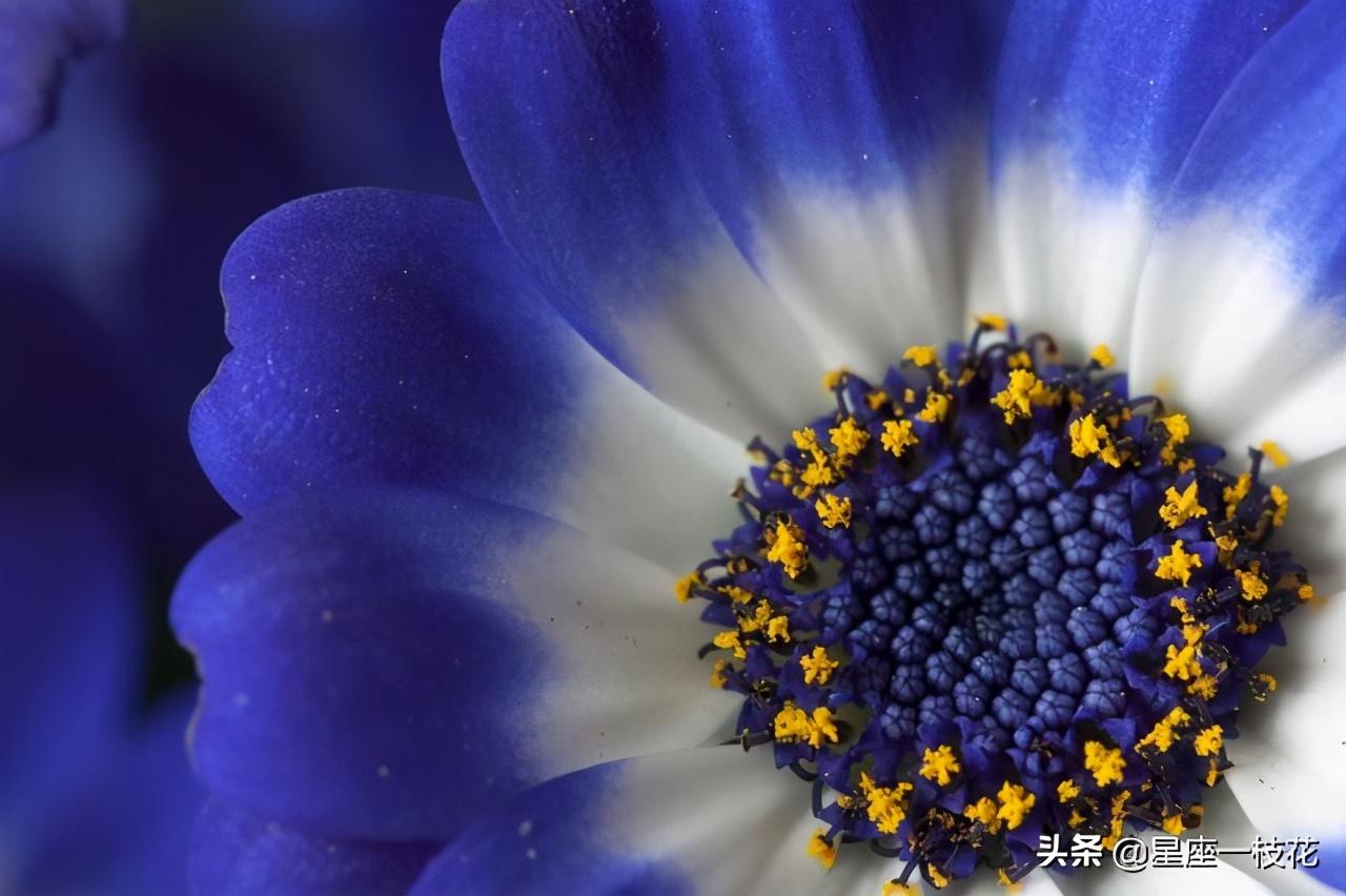 天蝎座和什么星座最配（哪个星座最适合与天蝎座在一起呢）