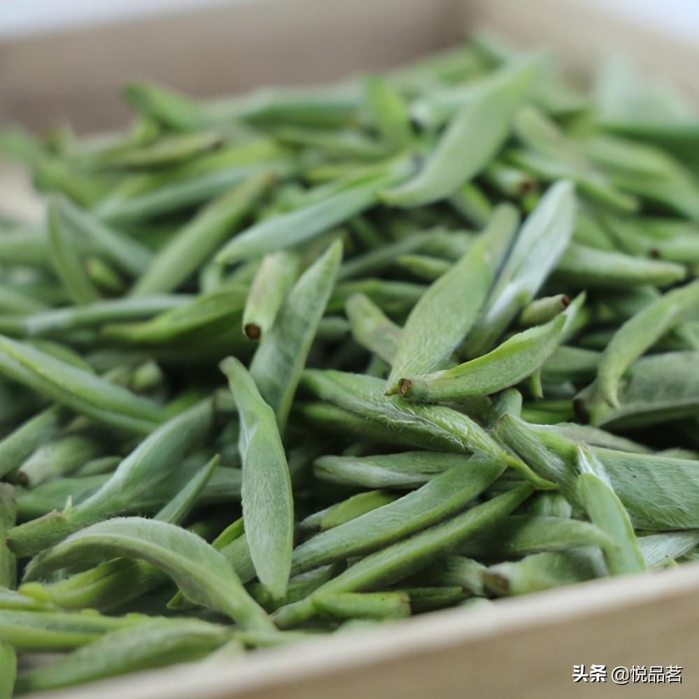 白毫银针属于什么茶（白毫银针的营养价值和选购技巧）