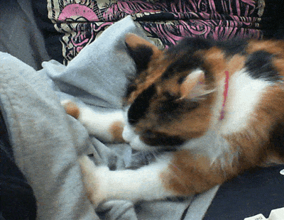 猫咪踩奶是什么意思（小猫为什么会做踩奶的行为呢）