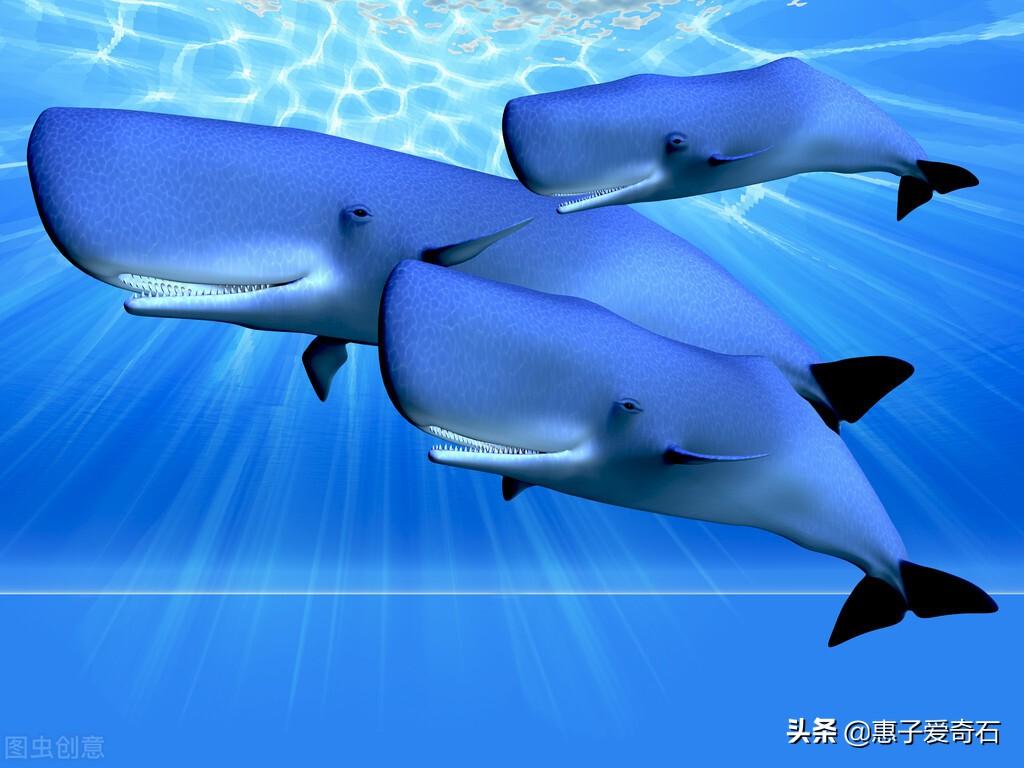 龙涎香是什么东西（真的龙涎香的价格为什么这么高呢）