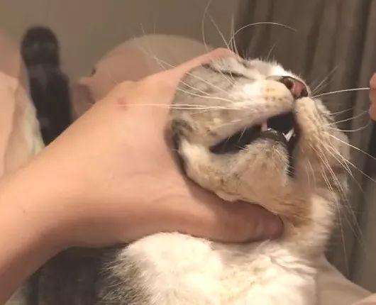 猫会屈服于暴力吗（为什么被主人打猫咪不会反抗呢）