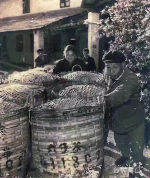 六堡茶属于什么茶（六堡茶的挑选方法和冲泡方法介绍）