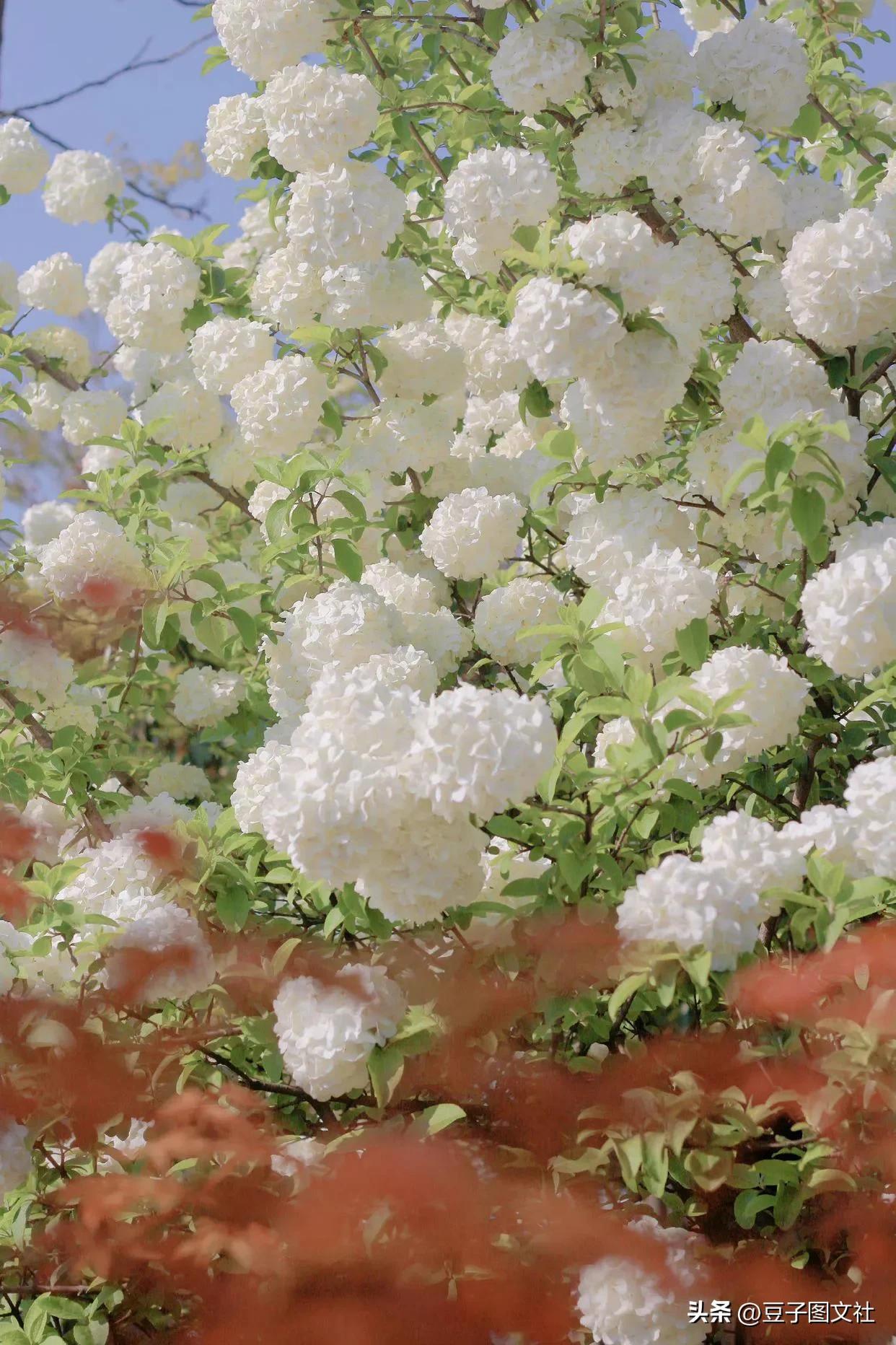 绣球花的花语和寓意（不同颜色绣球花分别代表什么含义）