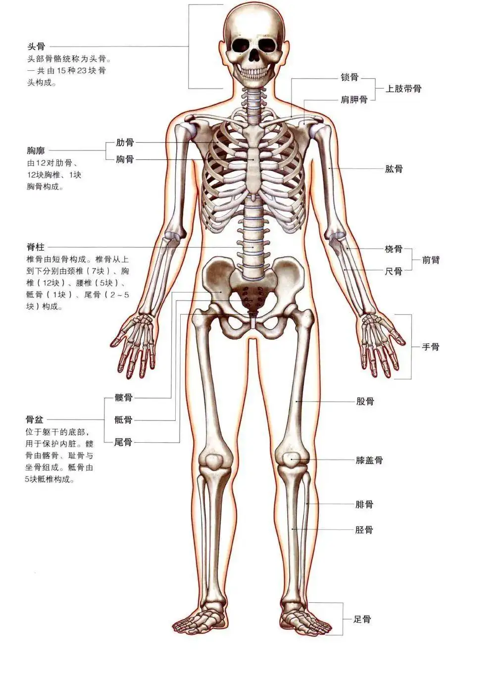 琵琶骨在哪个位置（为什么穿了琵琶骨人就废了呢）