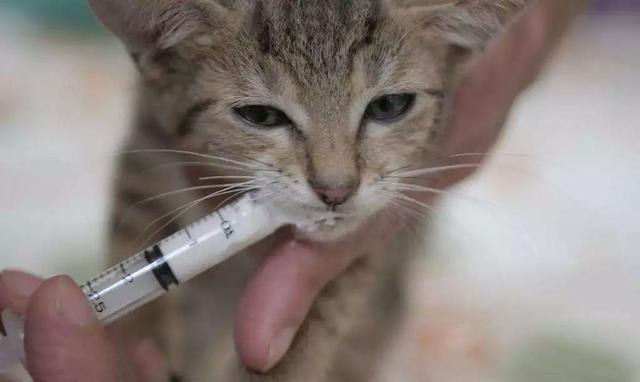 猫咪驱虫多久一次（猫咪哪些表现说明其体内有虫子呢）