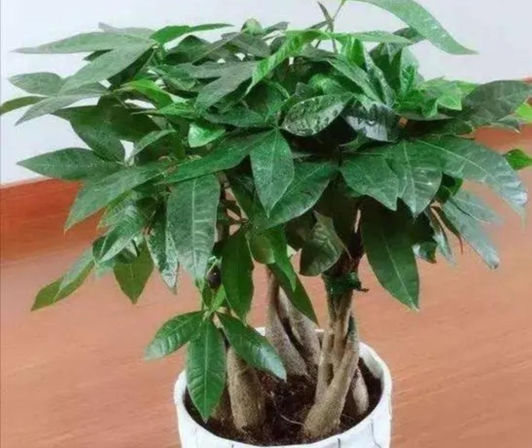 发财树黄叶怎么救治呢（发财树的日常养护方法介绍）