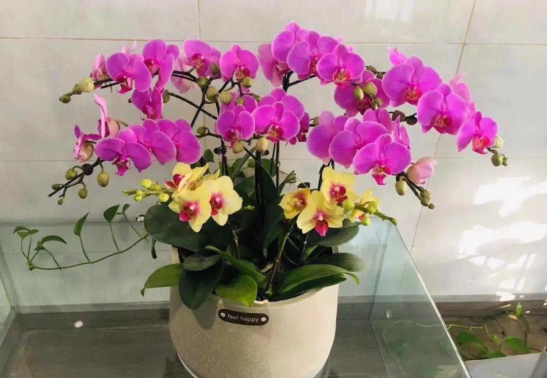 蝴蝶兰开完花后怎么处理方法（蝴蝶兰花后怎么养护比较好）